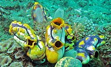 Sea Squirts (Polycarpa aurata) (8470388307).jpg