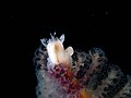 Sea pen crab (Porcellanella triloba) (32199935142).jpg