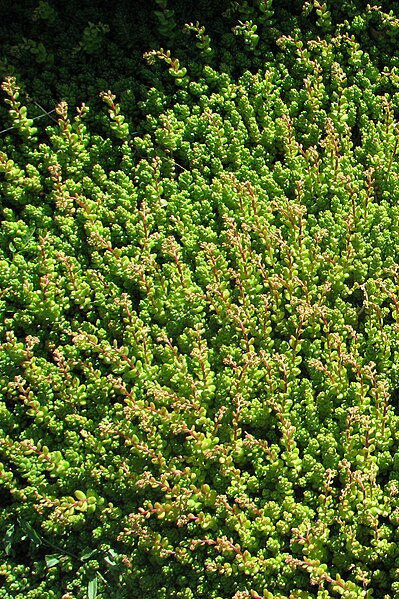 File:Sedum album 'Laconicum' Rozchodnik biały 2009-05-24 02.jpg