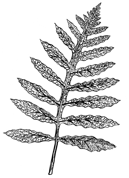 File:Sensitive Fern (PSF).png