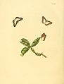 111. Papilio caricae (= Nymphidium caricae)