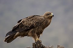 Serengeti National Park 2021-13 - tawny eagle - Aquila rapax.jpg