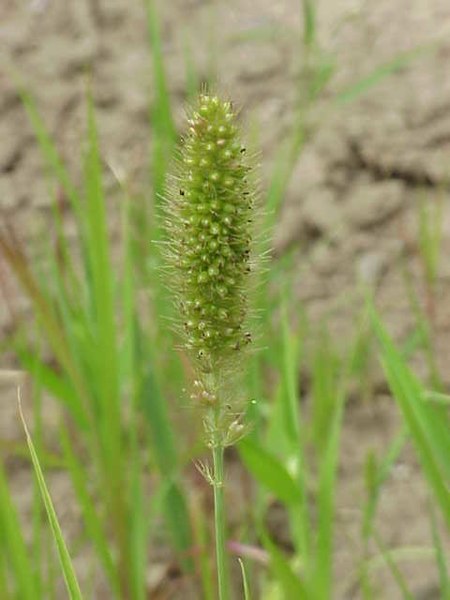 File:Setaria italica0.jpg