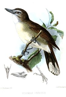 <span class="mw-page-title-main">Hook-billed bulbul</span> Species of bird