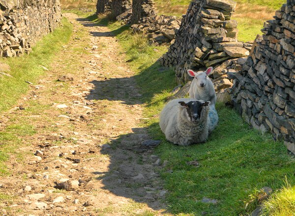 Sheep on the Rochdale Way in the rural Piethorne Valley. Livestock were kept here by the Anglo-Saxons, and butter and wool production paved the way fo