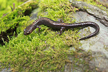 Shenandoah-salamanteri Plethodon shenandoah.jpg