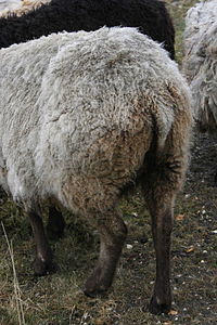 Shetland ewe showing characteristic short, hair-tipped tail of Northern European short-tailed sheep Shetland sheep tail.jpg