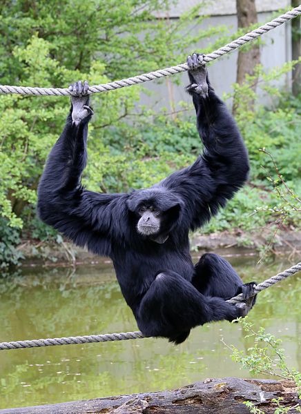 File:Siamang Tierpark Hellabrunn-4.jpg