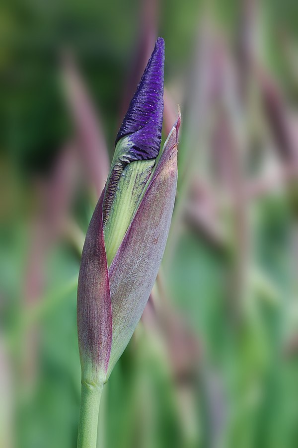 showing the red-purple colour of the spathes of the iris – giving it its name of blood iris (Iris sanguinea)