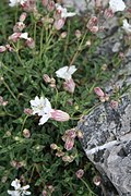 Silene uniflora (= Silene maritima)