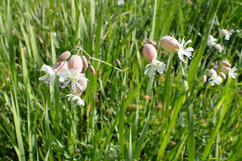 File:Silene vulgaris subsp macrocarpa kz2.jpg