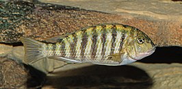 Simochromis diagramma