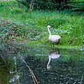 Singschwan (Cygnus cygnus) }}