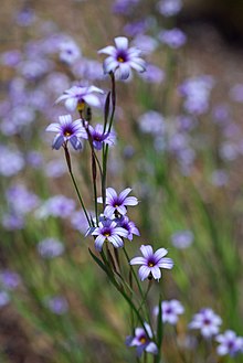 Sisyrinchium platense.JPG