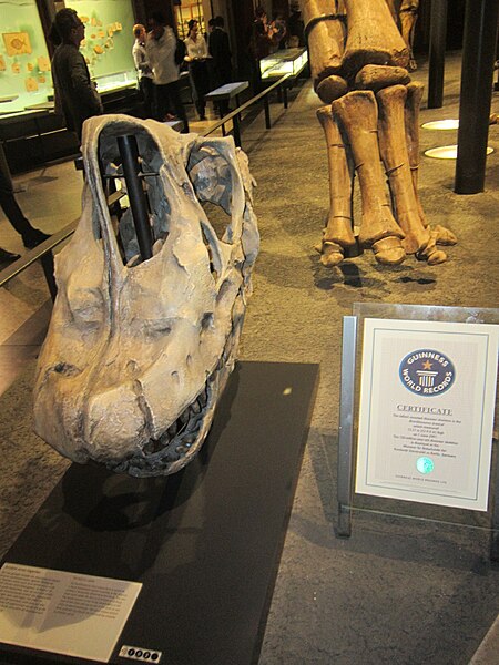 File:Skull of Brachiosaurus brancal in Berlin.JPG