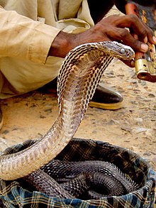 Serpent très répandu en Inde, le Cobra indien (Naja naja) fait partie des serpents qui causent le plus de morsures.