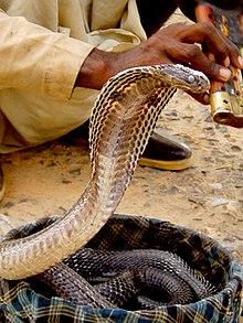 Charmeur de serpents.