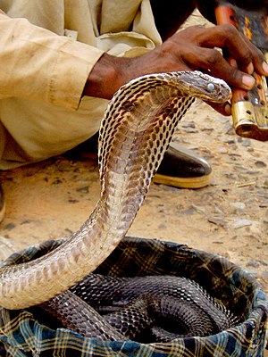 Schlangenbeschworer Biologie