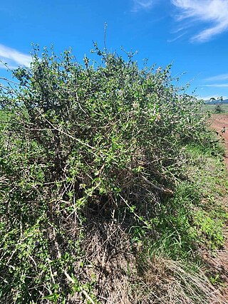 <i>Solanum arundo</i> Plant species of the genus Solanum