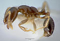 Solenopsis mameti casent0005972 profilet 1. jpg