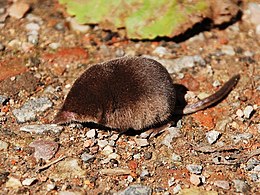 Kirstukas nykštukas (Sorex minutus)