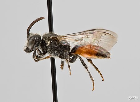 Sphecodes_davisii