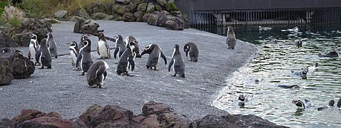 Humboldt-Pinguin-Anlage