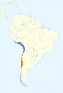 Spinus uropygialis map.svg