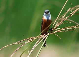 <span class="mw-page-title-main">Marsh seedeater</span> Species of bird