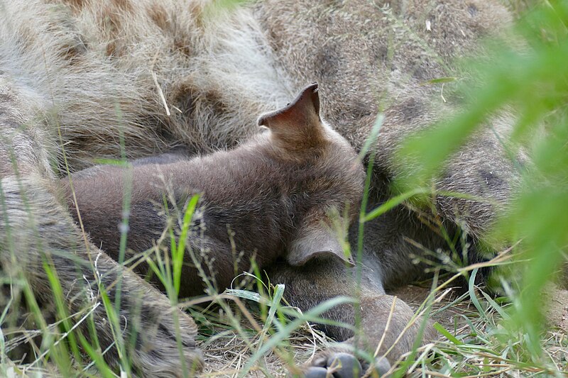 File:Spotted Hyena (Crocuta crocuta) suckling pup ... (52960607574).jpg