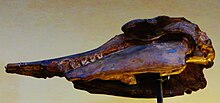 S. bariensis skull Squalodon bariensis skull.jpg