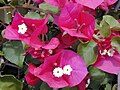 Thumbnail for Bougainvillea spectabilis