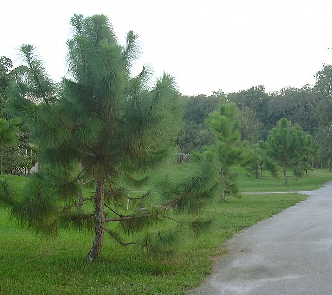 File:Starr 031108-3198 Pinus elliottii.jpg