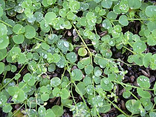 <i>Drymaria</i> Genus of flowering plants