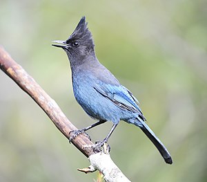 Стеллерова черноголовая голубая сойка (Cyanocitta stelleri).