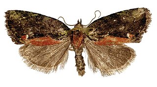 <i>Stenoloba</i> genus of insects