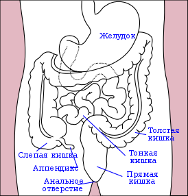 Stomach colon rectum diagram ru.svg