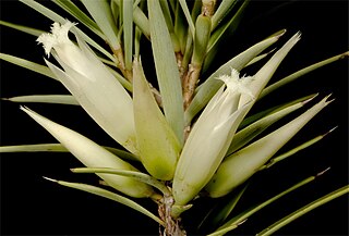<i>Styphelia macrocalyx</i> Species of plant