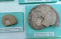 Subsaynella grossouvrei (Nickles), Lower en:Barremian, en:Brestak, (Coll. St. Breskovski) at the en:Sofia University "St. Kliment Ohridski" Museum of Paleontology and Historical Geology