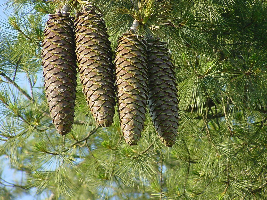 Pinus lambertiana