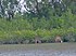 Sundarbans02.jpg