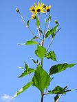 Helianthus tuberosus