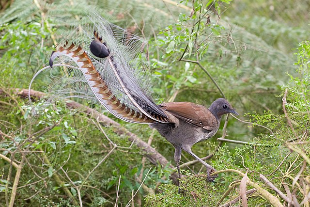 Male superb lyrebird (Menura novaehollandiae): This unique songbird shows strong sexual dimorphism, with a peculiarly apomorphic display of plumage in