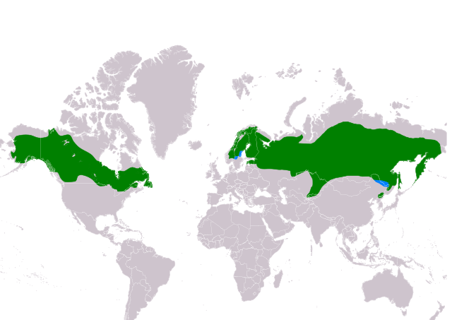 Range of S. ulula      Resident      Non-breeding