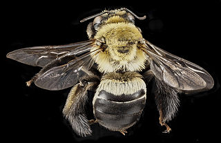 <i>Svastra atripes</i> Species of bee