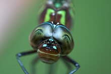 Swamp Darner.jpg