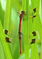 mating