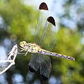 Sympetrum baccha matutinum (cat.)