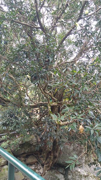 File:Syzygium jambos, Siu Lek Yuen.jpg