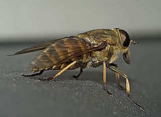 <span class="mw-page-title-main">Tabanomorpha</span> Infraorder of insects